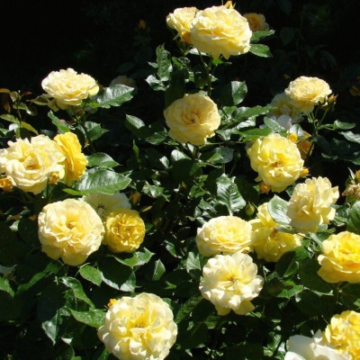 Роза Латина